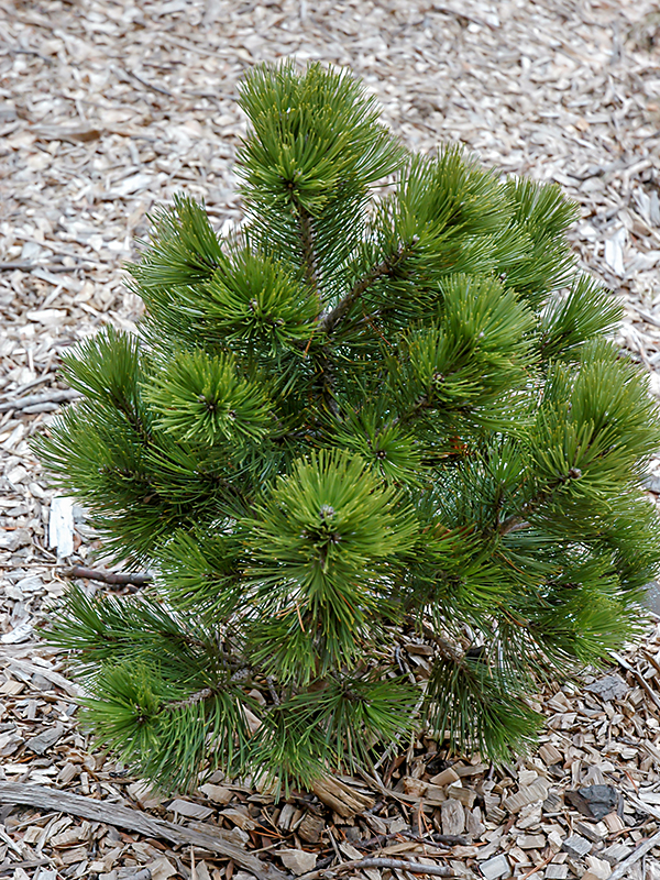 Pinus-heldrechii-Nana Fan-frm-1.JPG